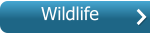 Wildlife